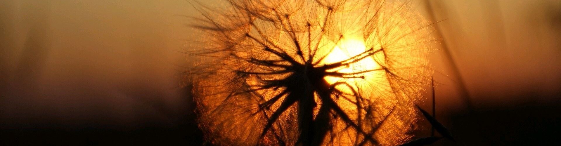 Makro lens ile çekilmeiş fotoğraf