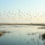 Hafik Göçmen Kuşlar İçin Neden Vazgeçilmez Bir Nokta?