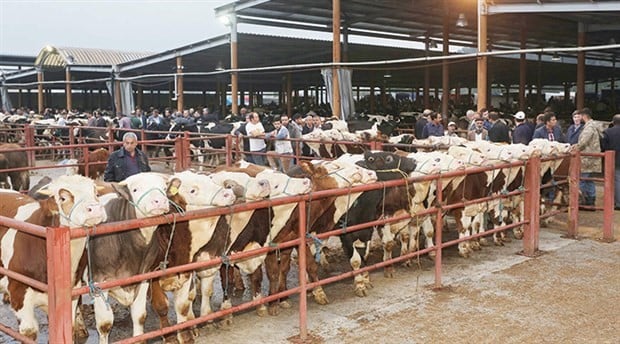 Kırşehir Dev İneği Fiyatı: Şok Eden Satış Hikayesi ve Detaylar!