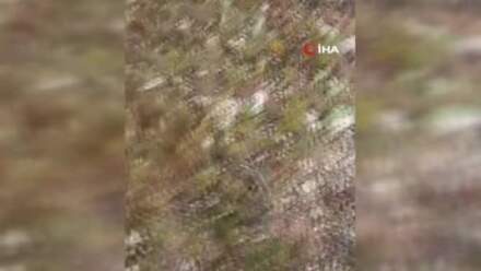 Dolaman Mantarından Günde 60 Bin Lira Kazanmanın Yolları